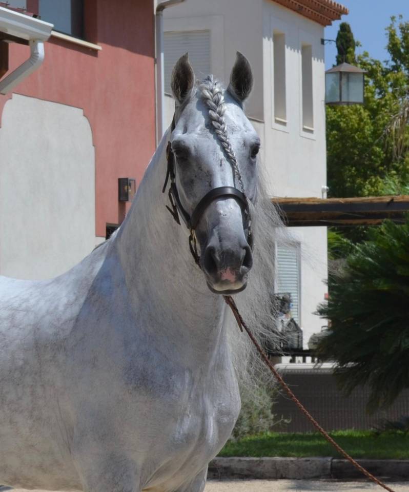 Castrone CDE Caballo Deporte Espanol In vendita 2015 Grigio