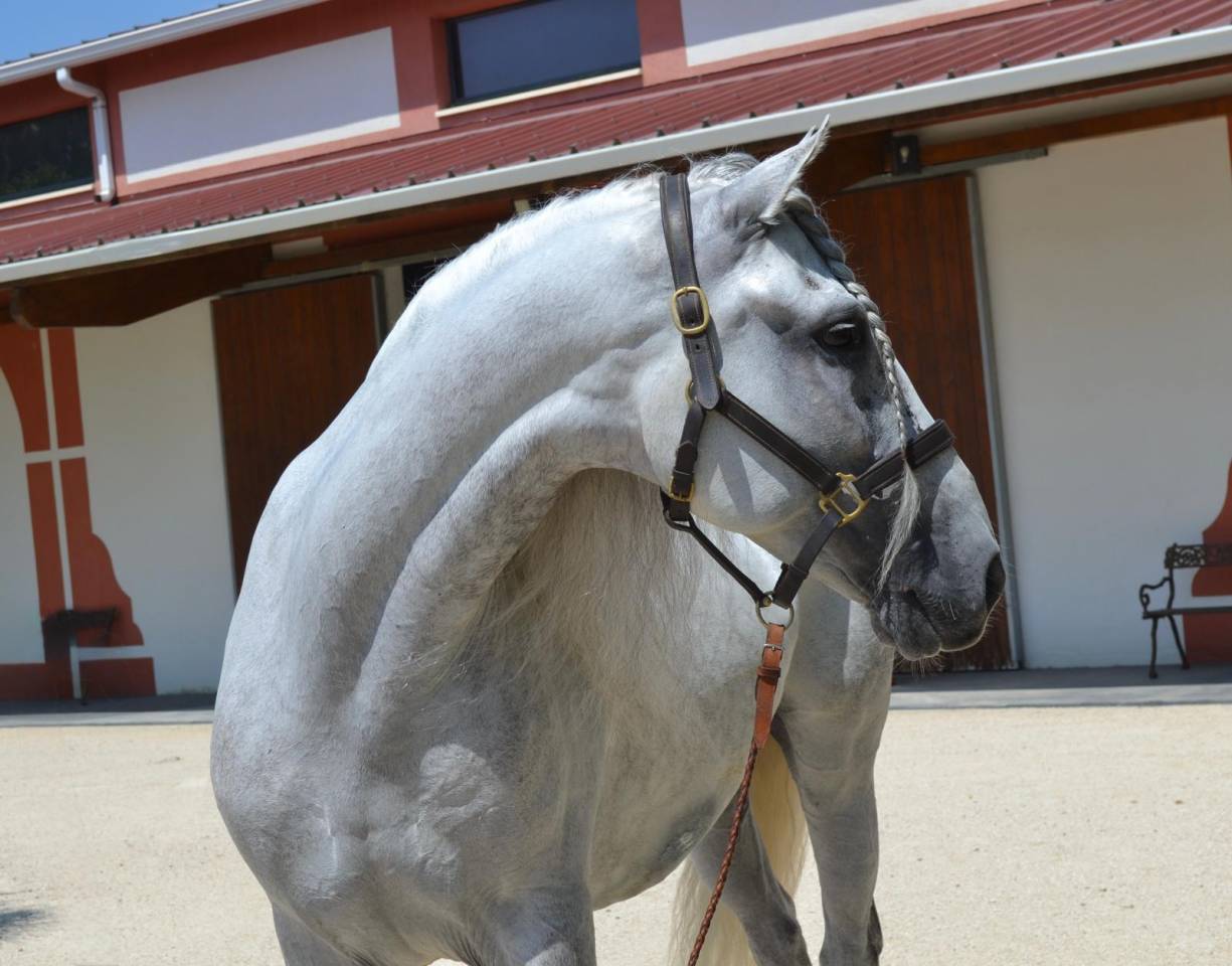 Castrone CDE Caballo Deporte Espanol In vendita 2015 Grigio