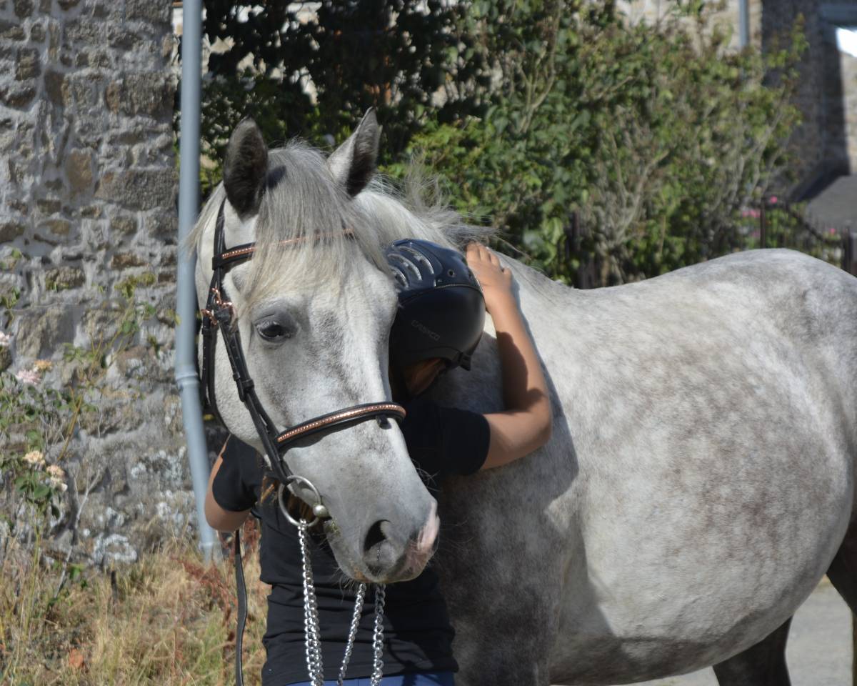 Castrone Connemara In vendita 2021 Grigio