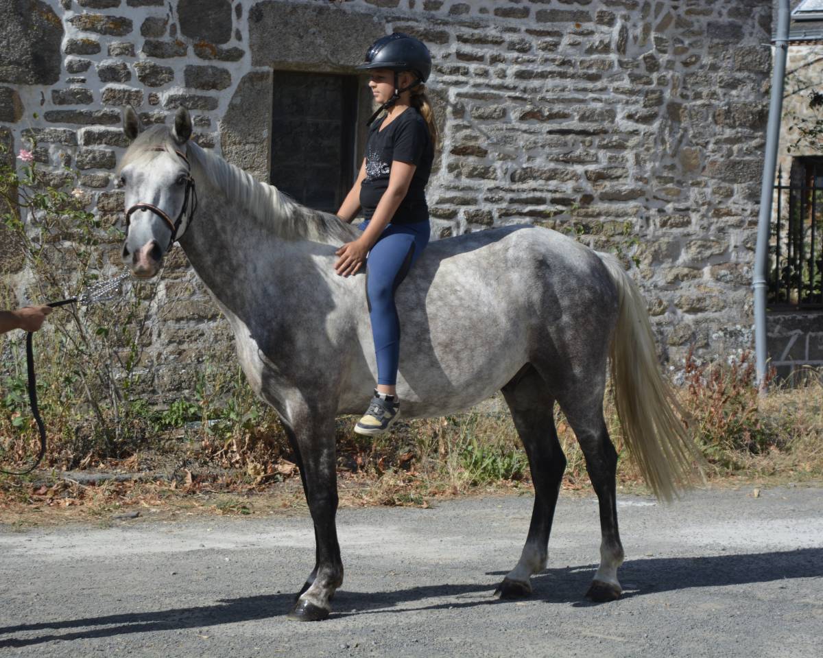 Castrone Connemara In vendita 2021 Grigio