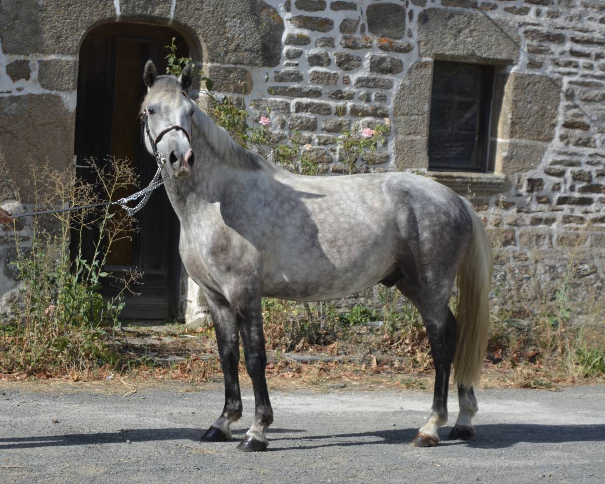 Castrone Connemara In vendita 2021 Grigio