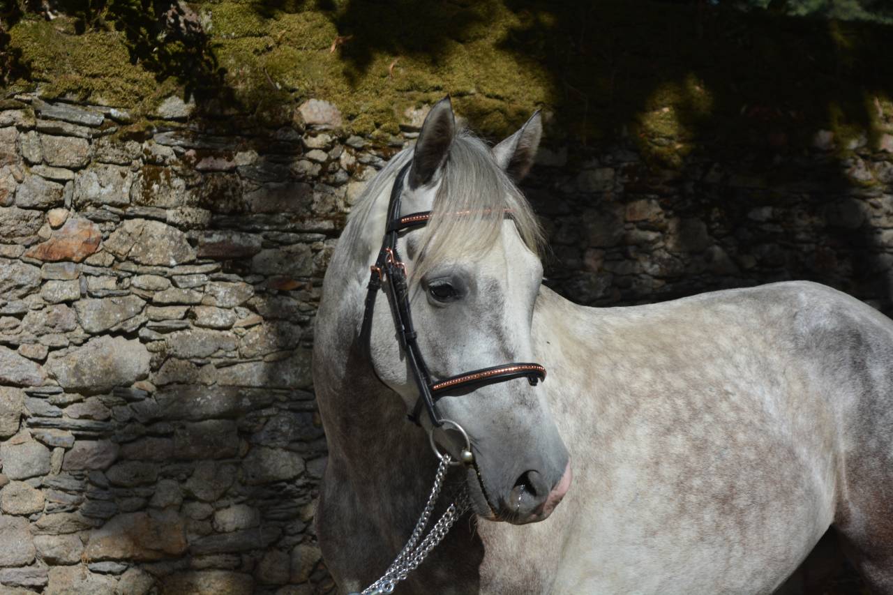 Castrone Connemara In vendita 2021 Grigio