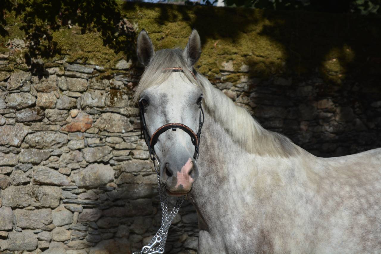 Castrone Connemara In vendita 2021 Grigio