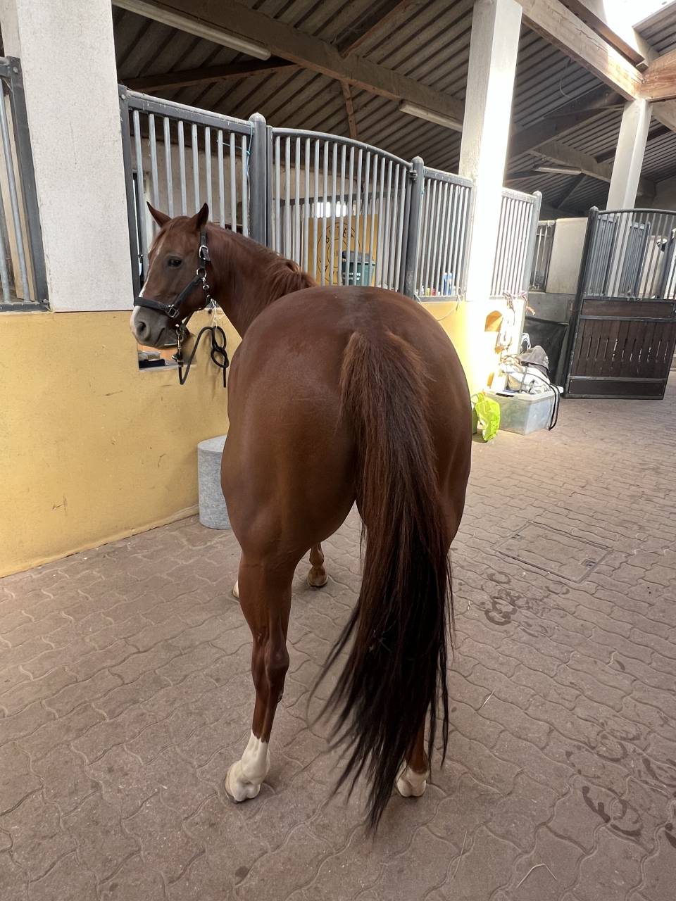 Cavalla Quarter Horse In vendita 2020 Sauro brul&eacute;