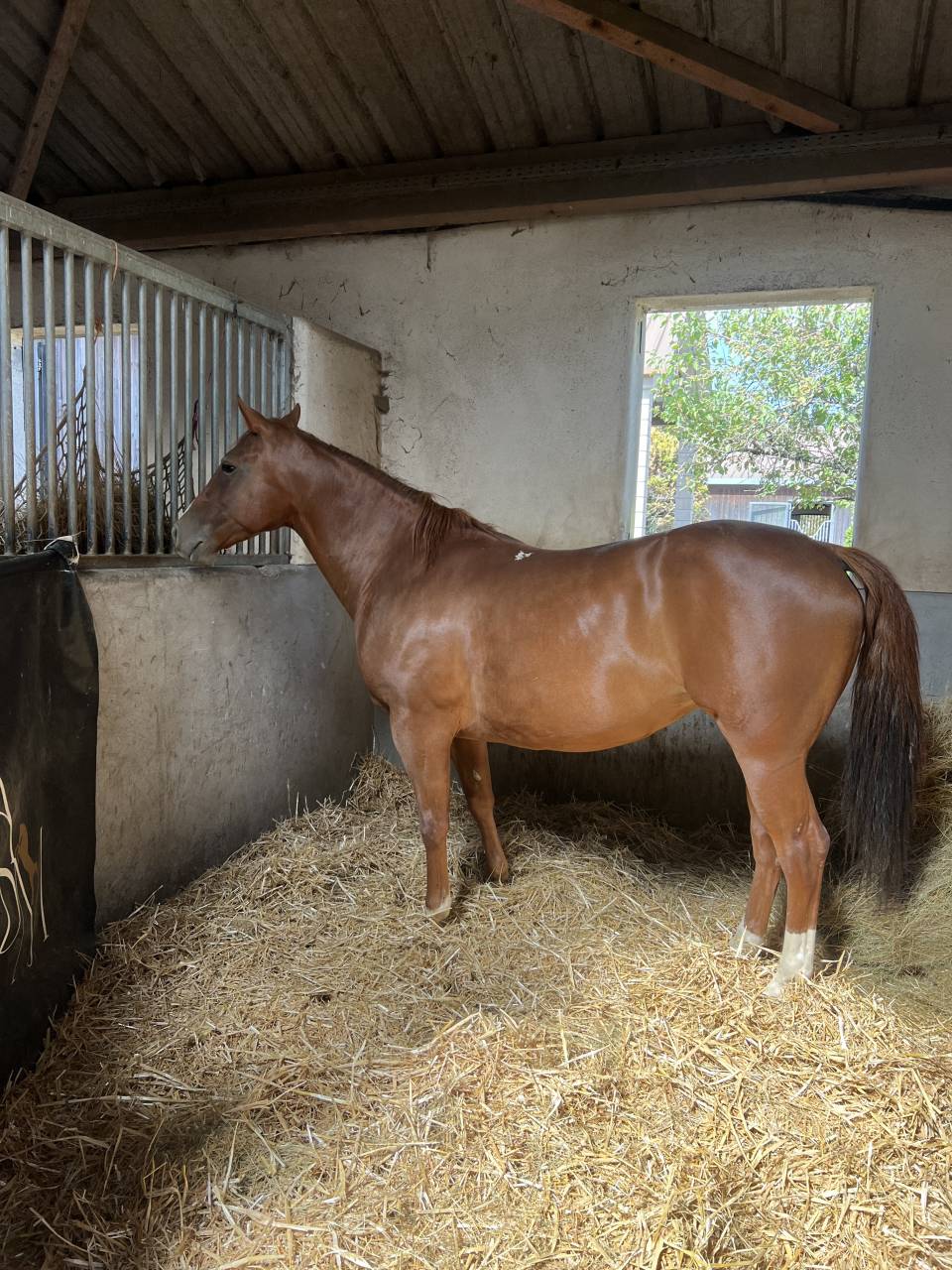 Cavalla Quarter Horse In vendita 2020 Sauro brul&eacute;