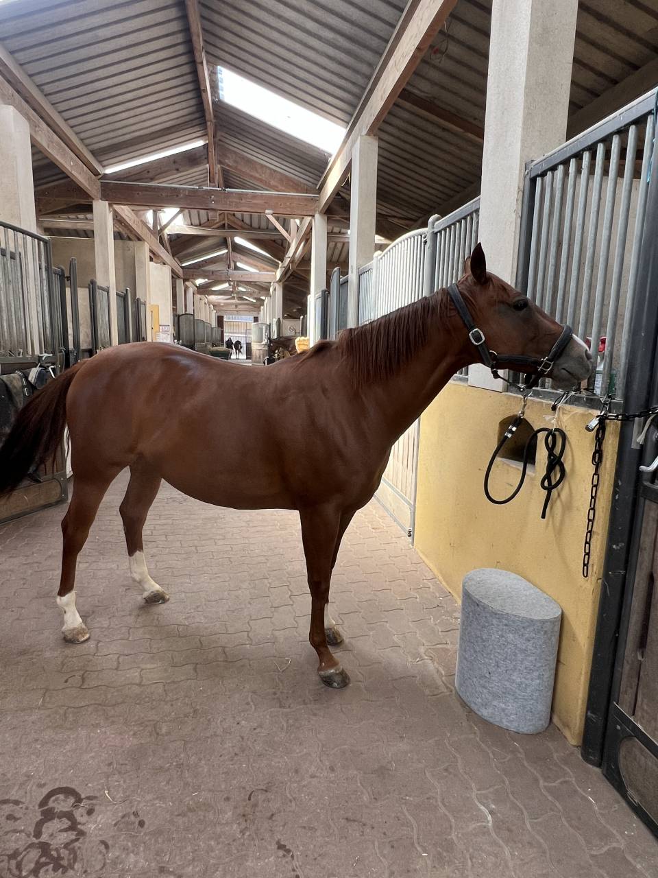 Cavalla Quarter Horse In vendita 2020 Sauro brul&eacute;