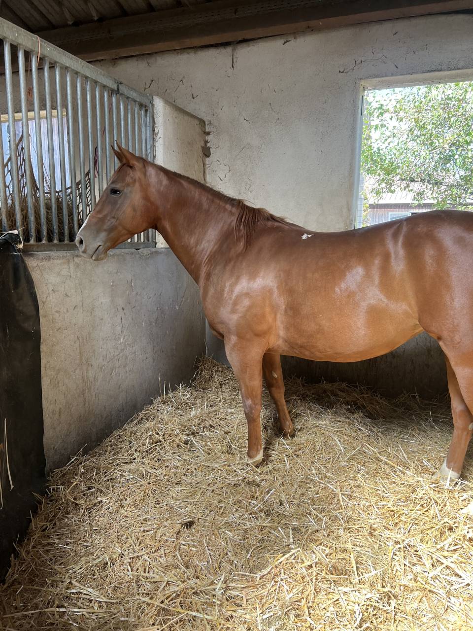 Cavalla Quarter Horse In vendita 2020 Sauro brul&eacute;