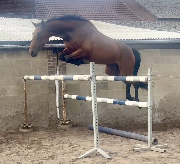 Cavalla BWP Cavallo da Sangue Belgio In vendita 2023 Baio