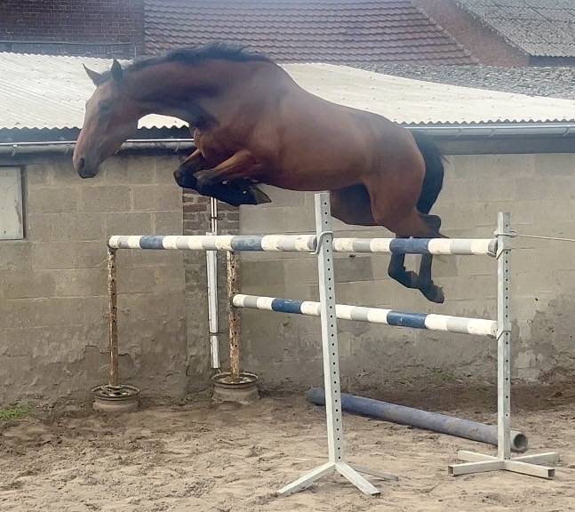 Cavalla BWP Cavallo da Sangue Belgio In vendita 2023 Baio