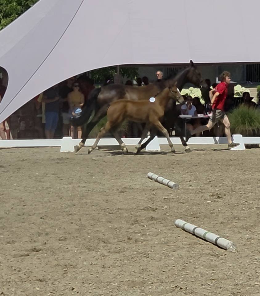Puledro BWP Cavallo da Sangue Belgio Noleggio 2026 Baio ,  LECTOR VD BISSCHOP