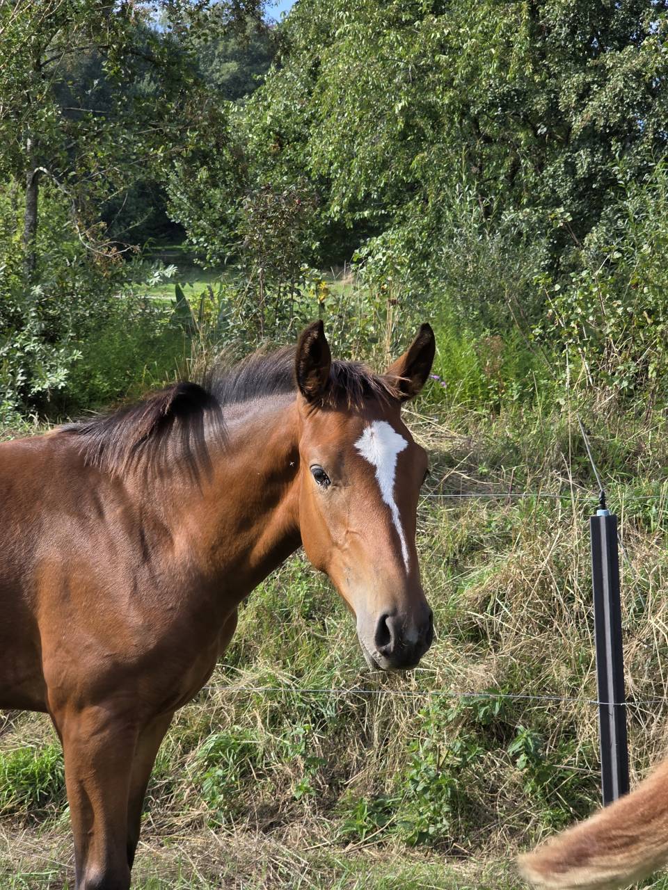 Puledro BWP Cavallo da Sangue Belgio Noleggio 2026 Baio ,  LECTOR VD BISSCHOP
