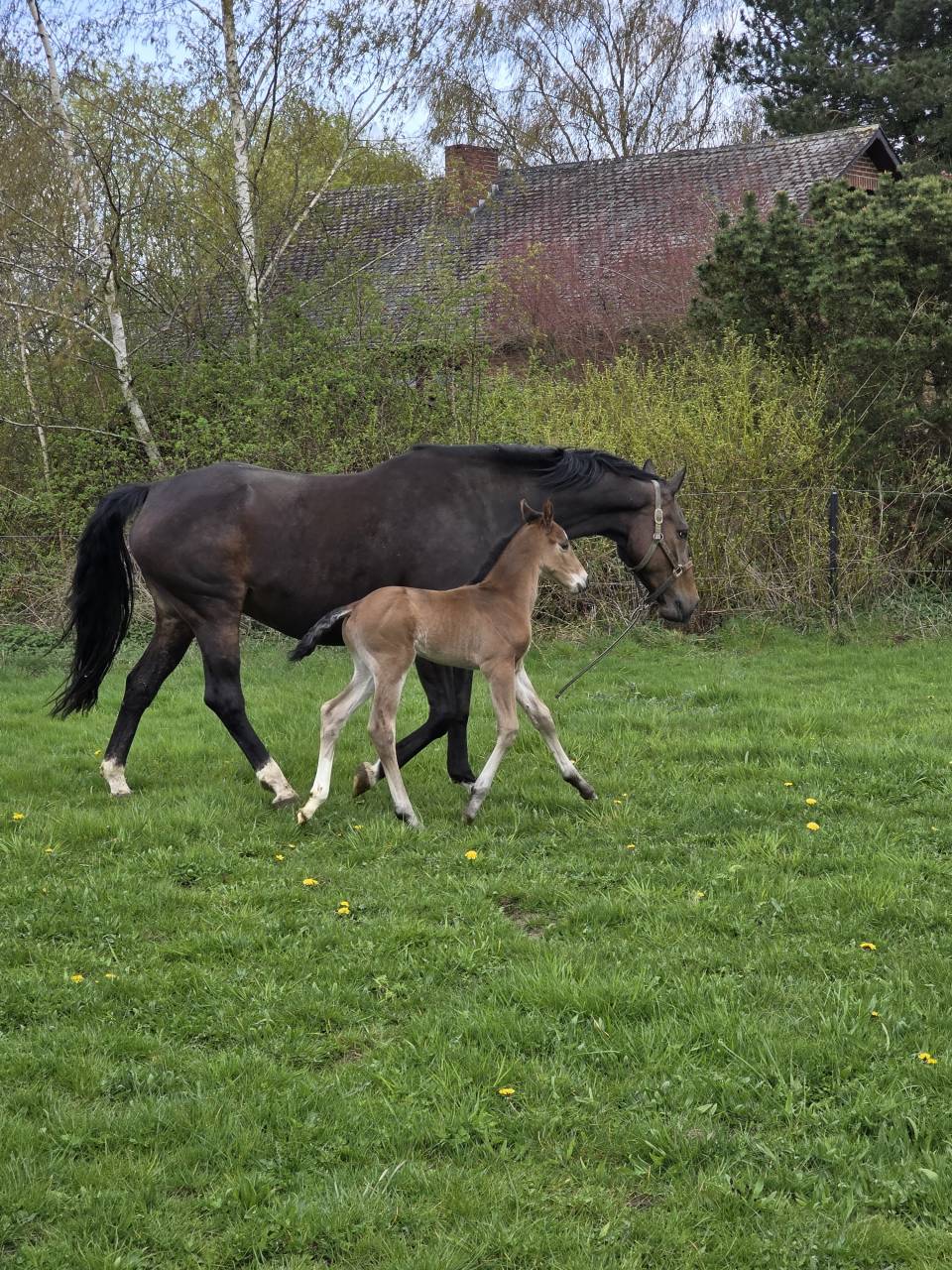 Puledro BWP Cavallo da Sangue Belgio Noleggio 2026 Baio ,  LECTOR VD BISSCHOP