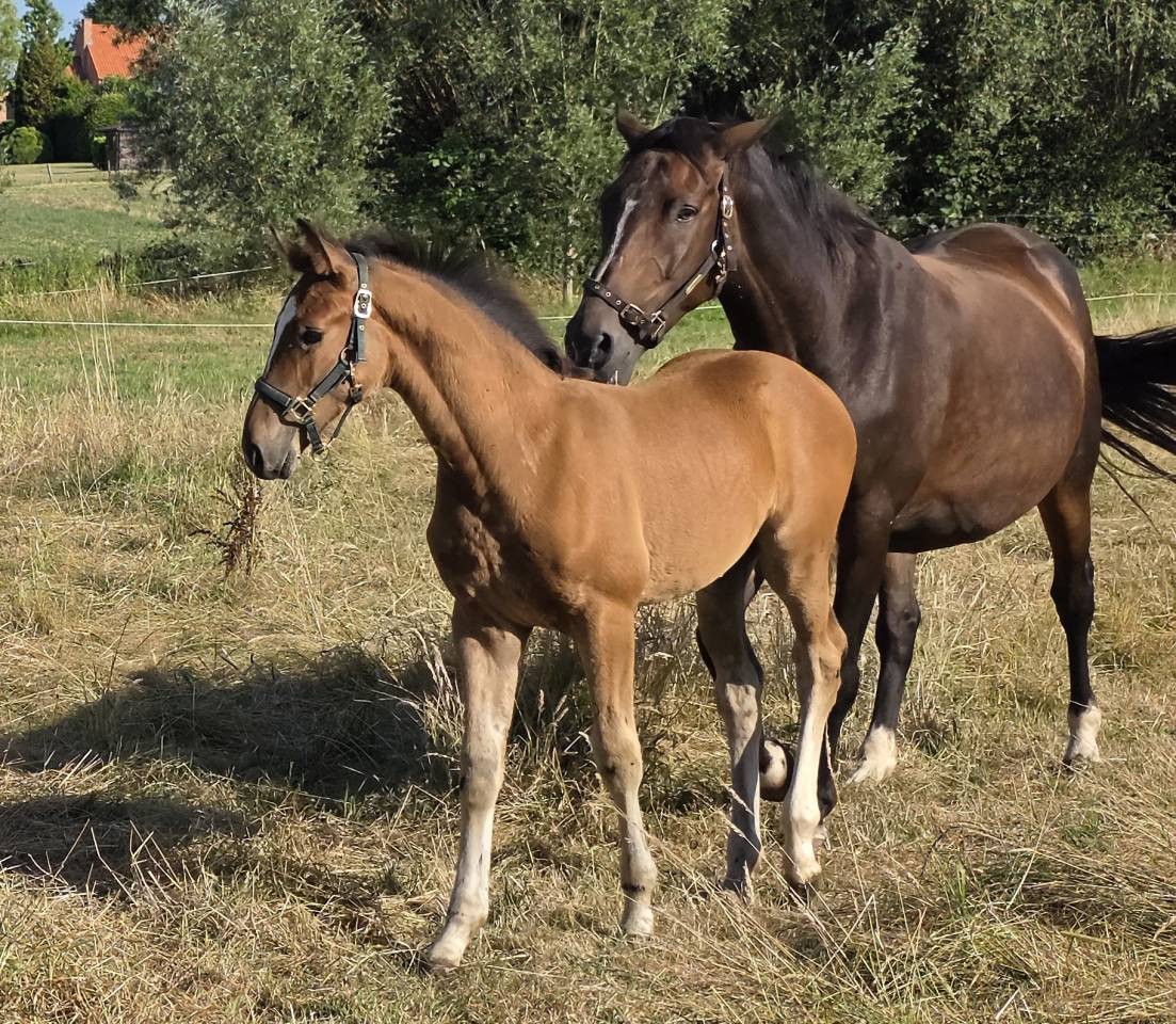 Puledro BWP Cavallo da Sangue Belgio Noleggio 2026 Baio ,  LECTOR VD BISSCHOP