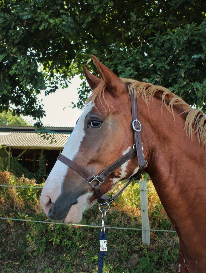Castrone Welsh Part Bred In vendita 2020 Overo