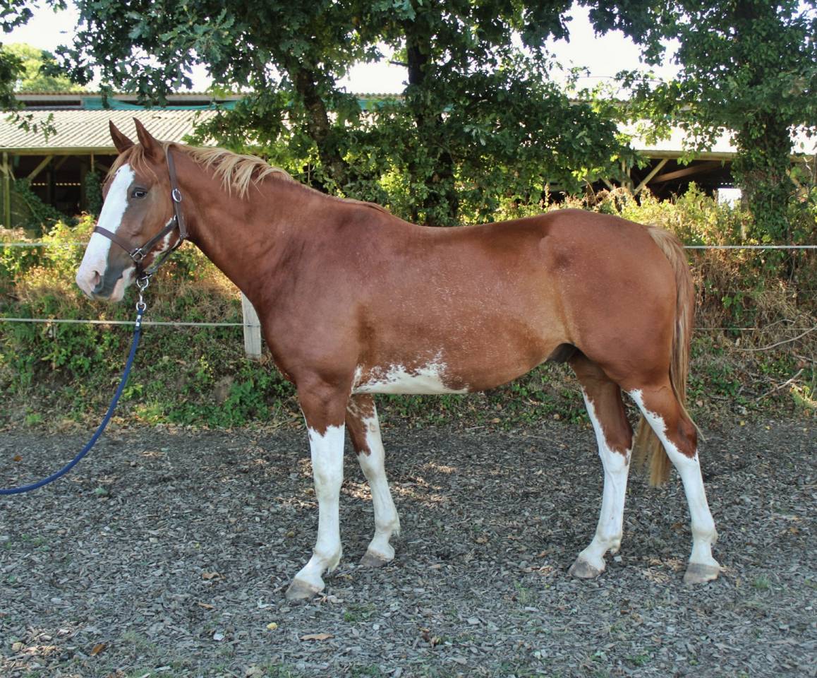 Castrone Welsh Part Bred In vendita 2020 Overo
