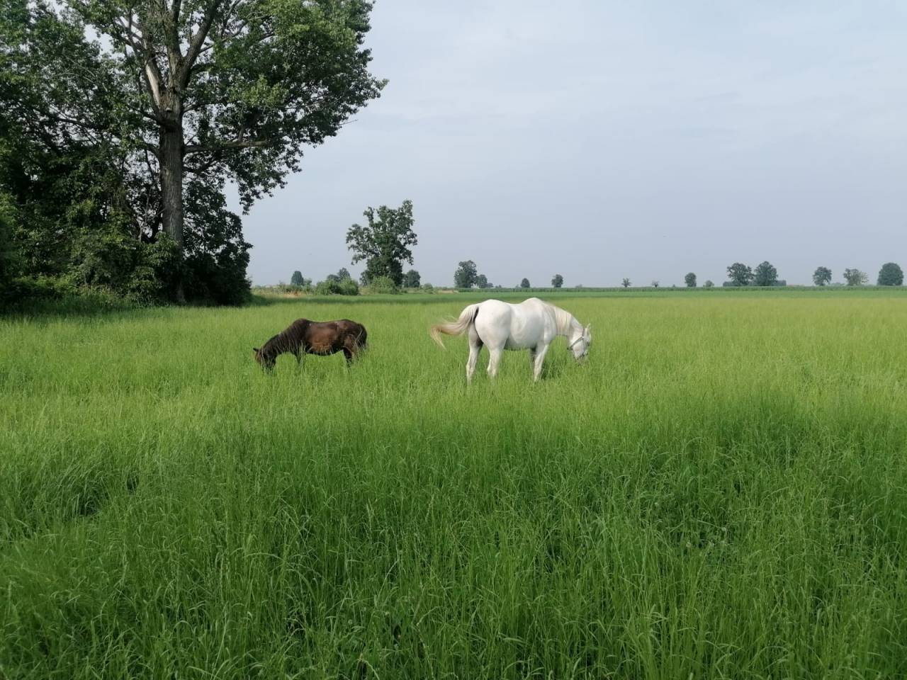 Pensione cavalli naturale vicino a Milano e Lodi
