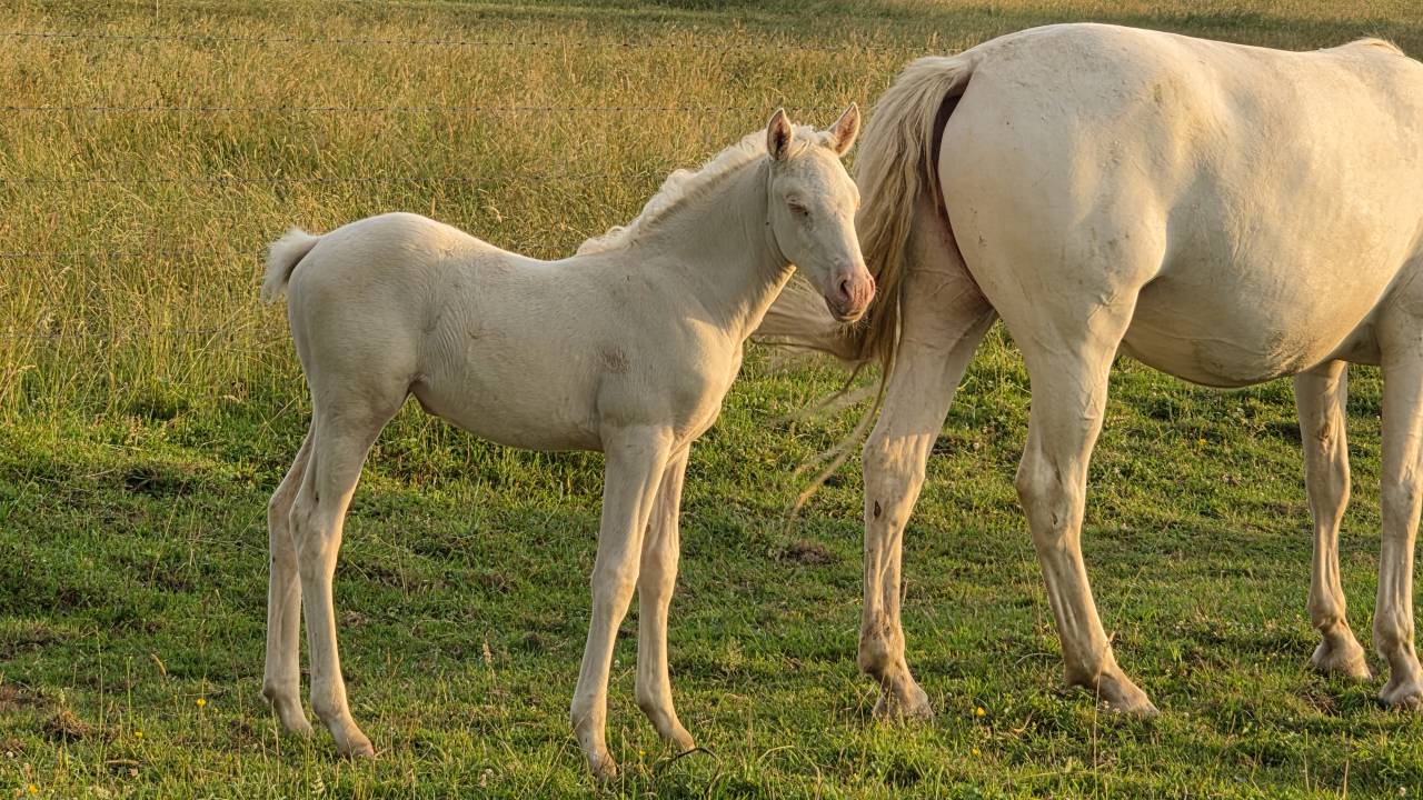 Puledra Mezzo Sangue Arabo In vendita 2026 Cremello