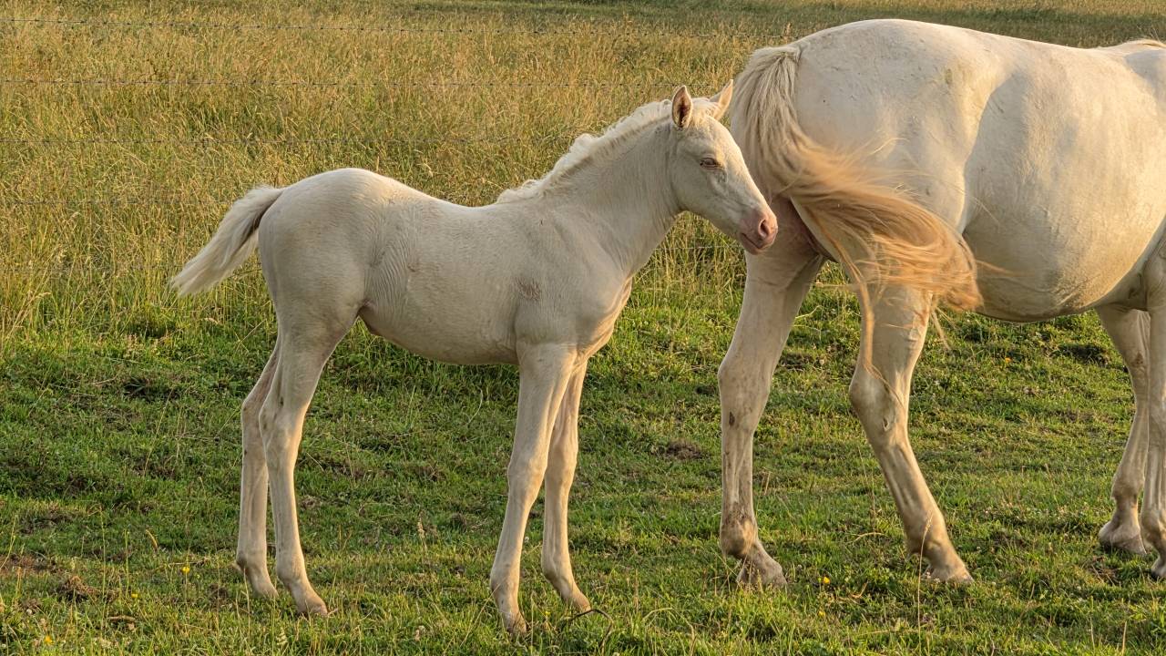 Puledra Mezzo Sangue Arabo In vendita 2026 Cremello