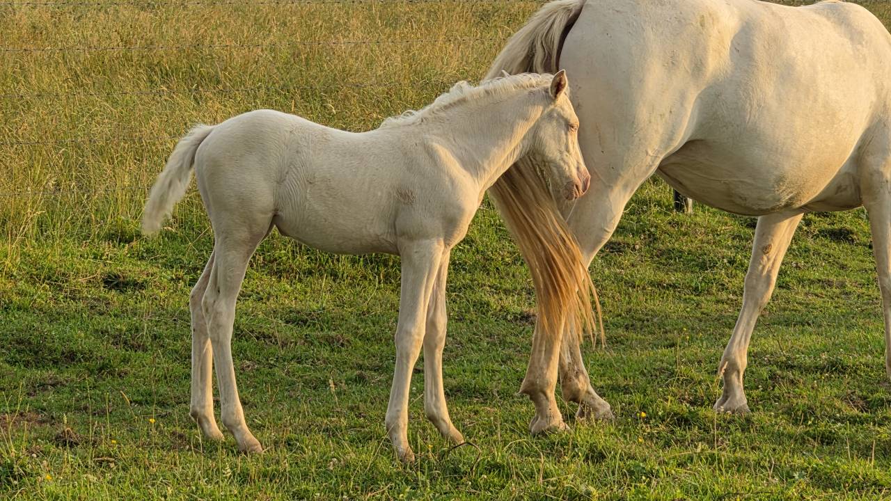 Puledra Mezzo Sangue Arabo In vendita 2026 Cremello