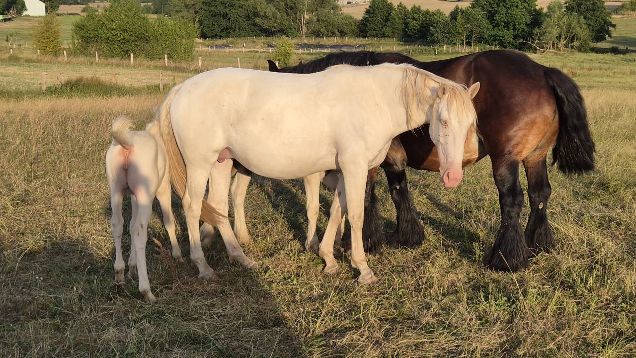 Puledra Mezzo Sangue Arabo In vendita 2026 Cremello