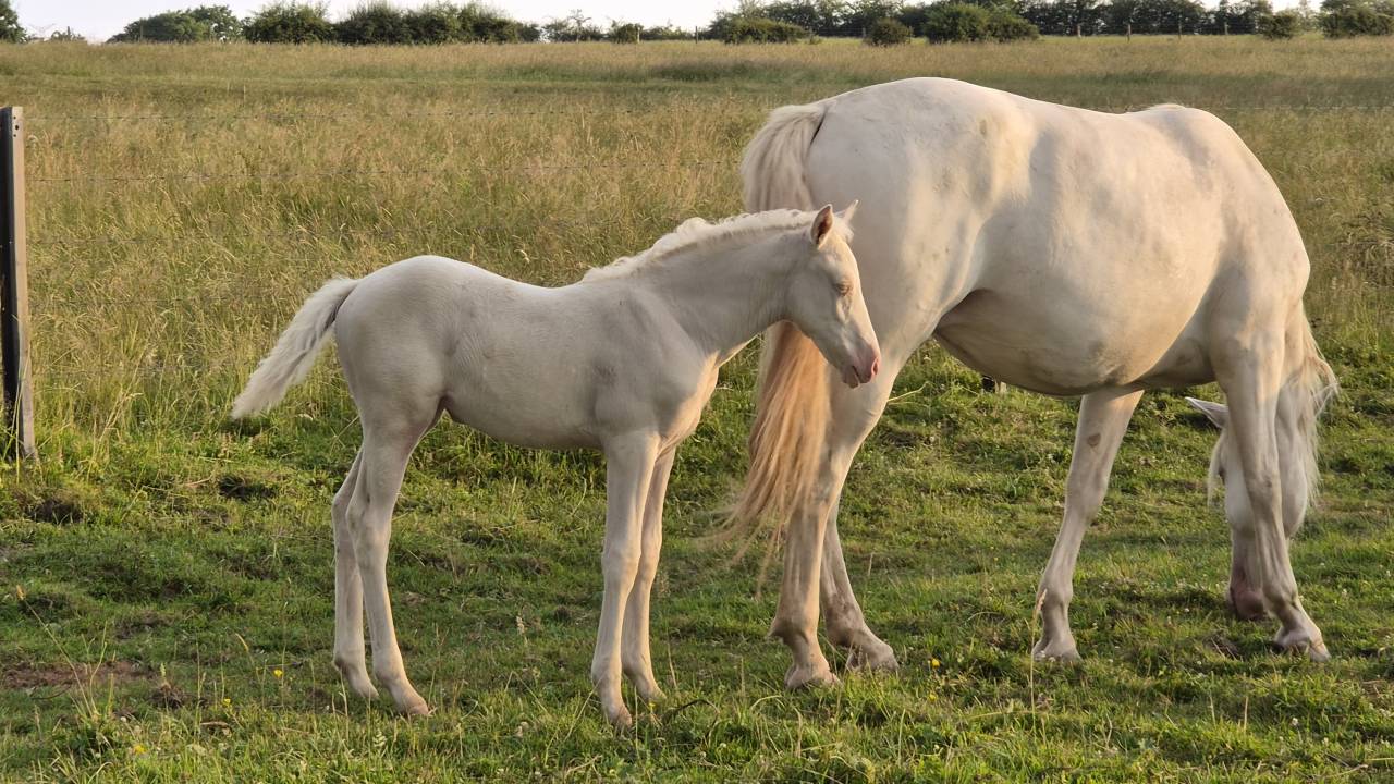 Puledra Mezzo Sangue Arabo In vendita 2026 Cremello