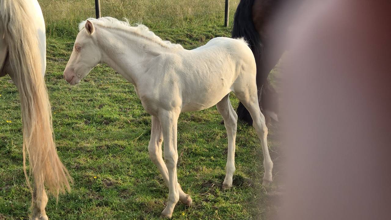 Puledra Mezzo Sangue Arabo In vendita 2026 Cremello