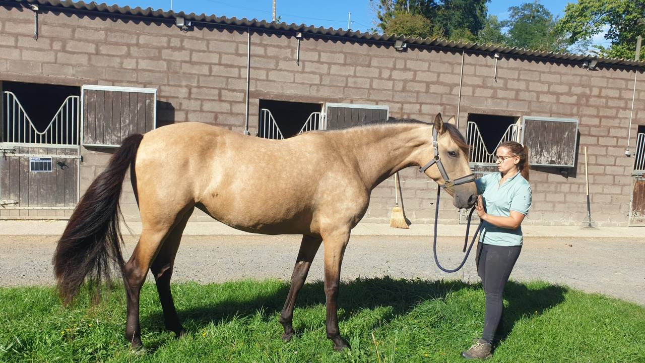 Cavalla PRE Andaluso In vendita 2023 Isabella ,  No Records.