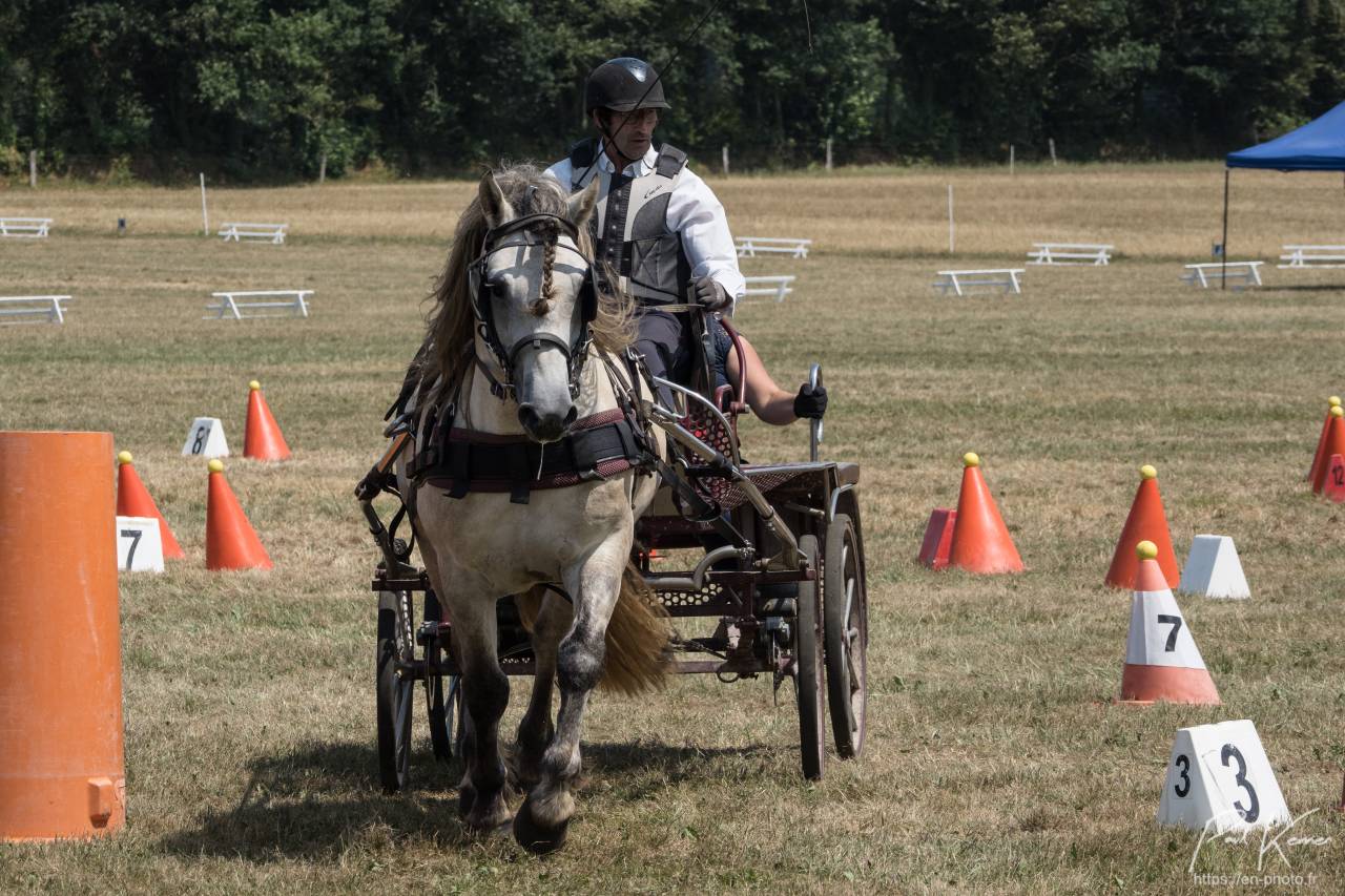 Puledro Highland In vendita 2026 Grigio ,  BALMORAL MAC GREGOR