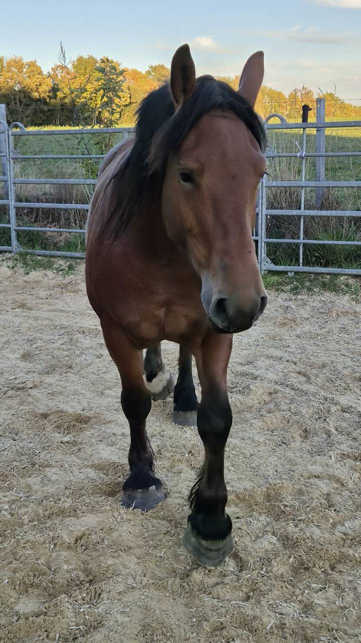 Cavalla Cob Normande In vendita 2023 Baio