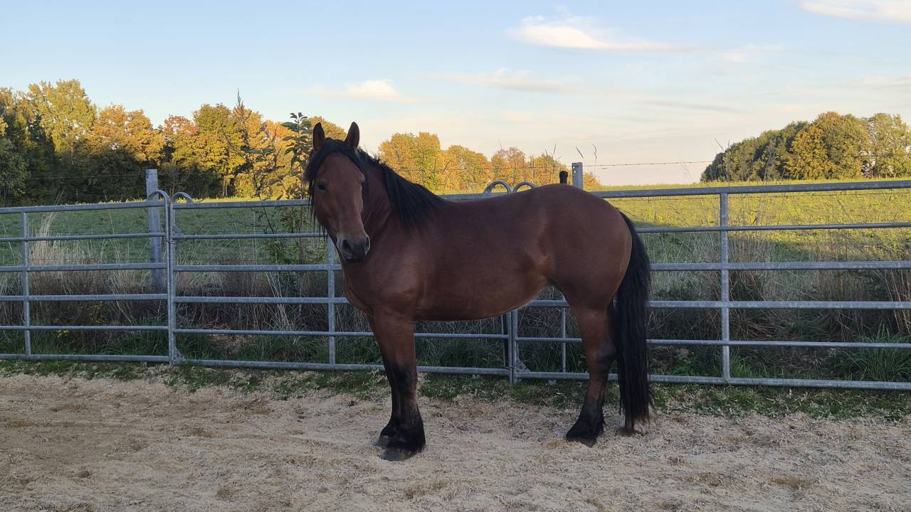 Cavalla Cob Normande In vendita 2023 Baio