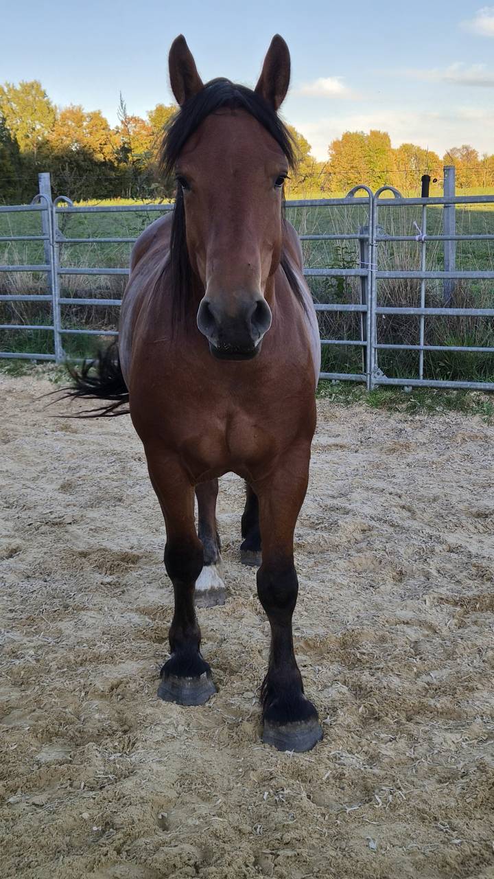 Cavalla Cob Normande In vendita 2023 Baio