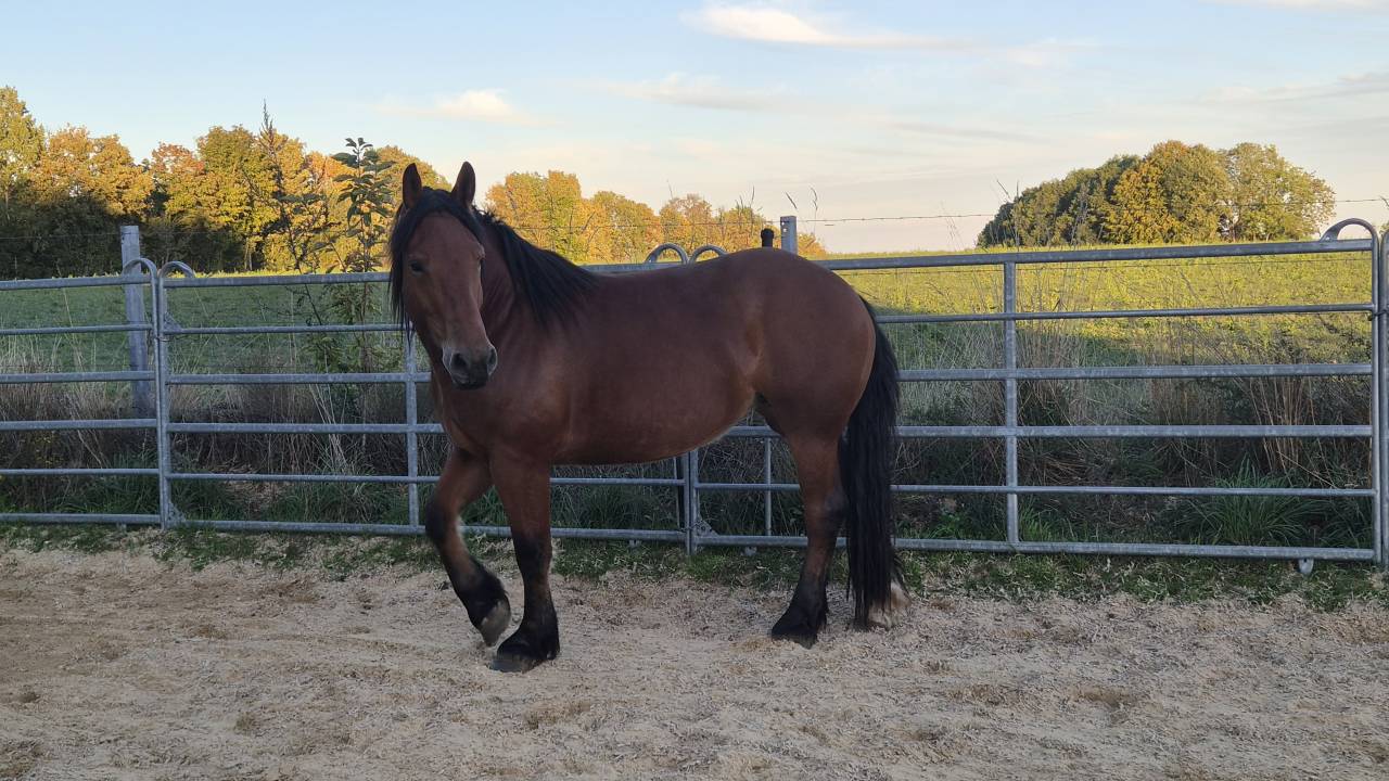 Cavalla Cob Normande In vendita 2023 Baio