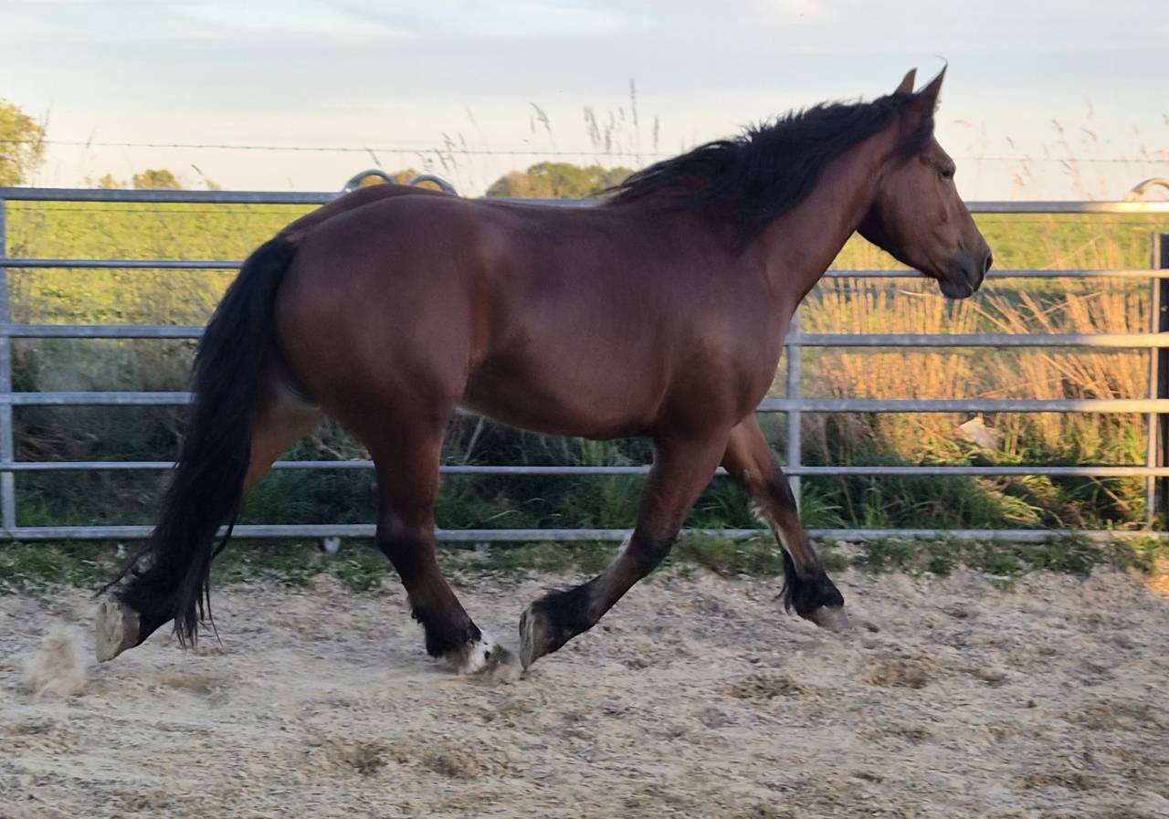 Cavalla Cob Normande In vendita 2023 Baio