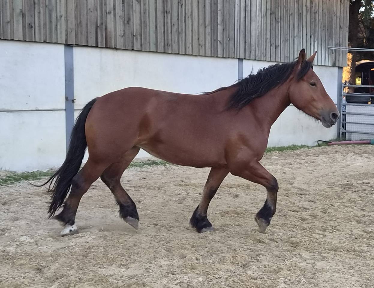 Cavalla Cob Normande In vendita 2023 Baio