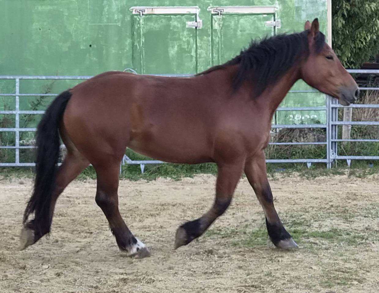 Cavalla Cob Normande In vendita 2023 Baio