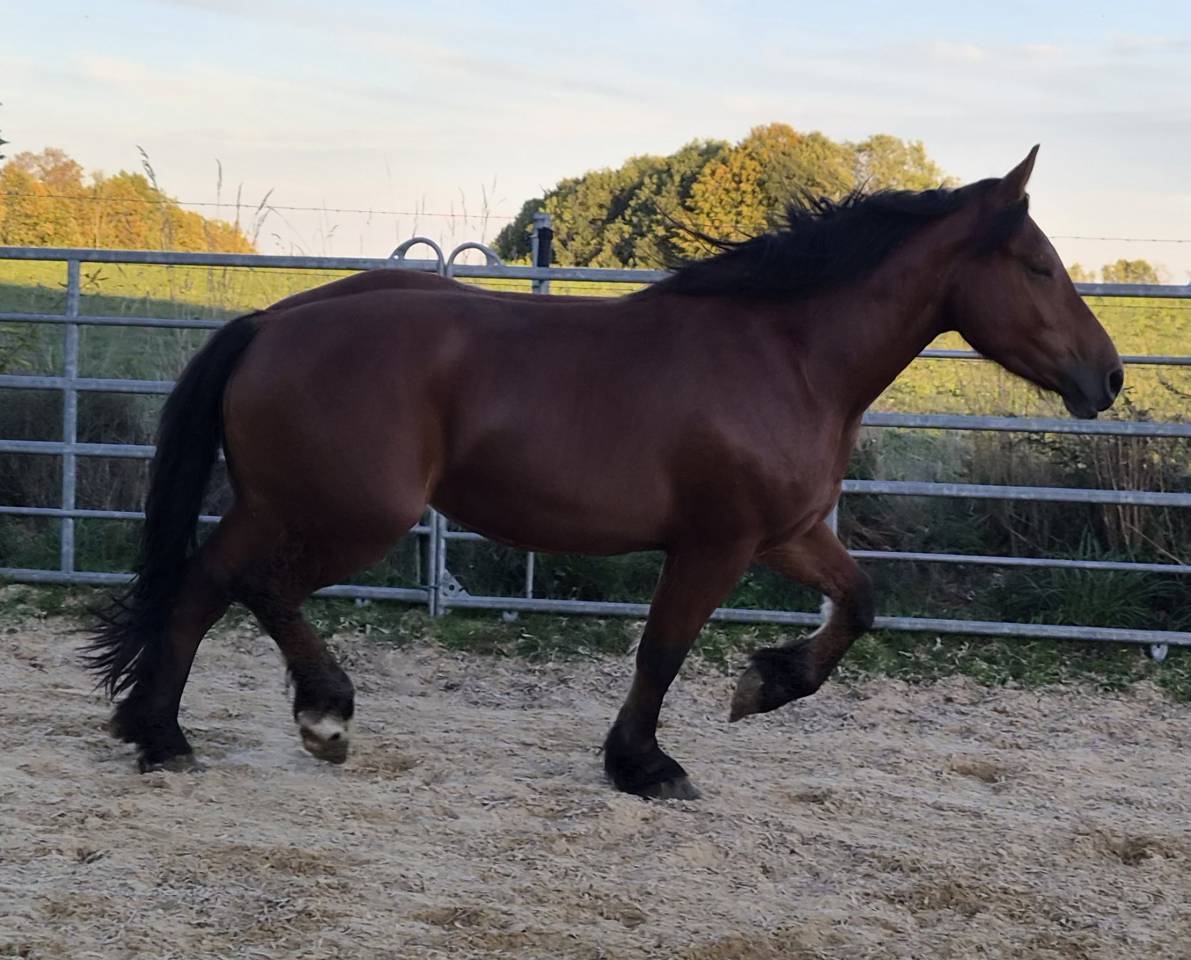 Cavalla Cob Normande In vendita 2023 Baio