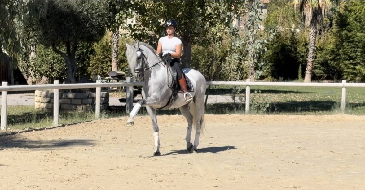 Castrone CDE Caballo Deporte Espanol In vendita 2015 Grigio