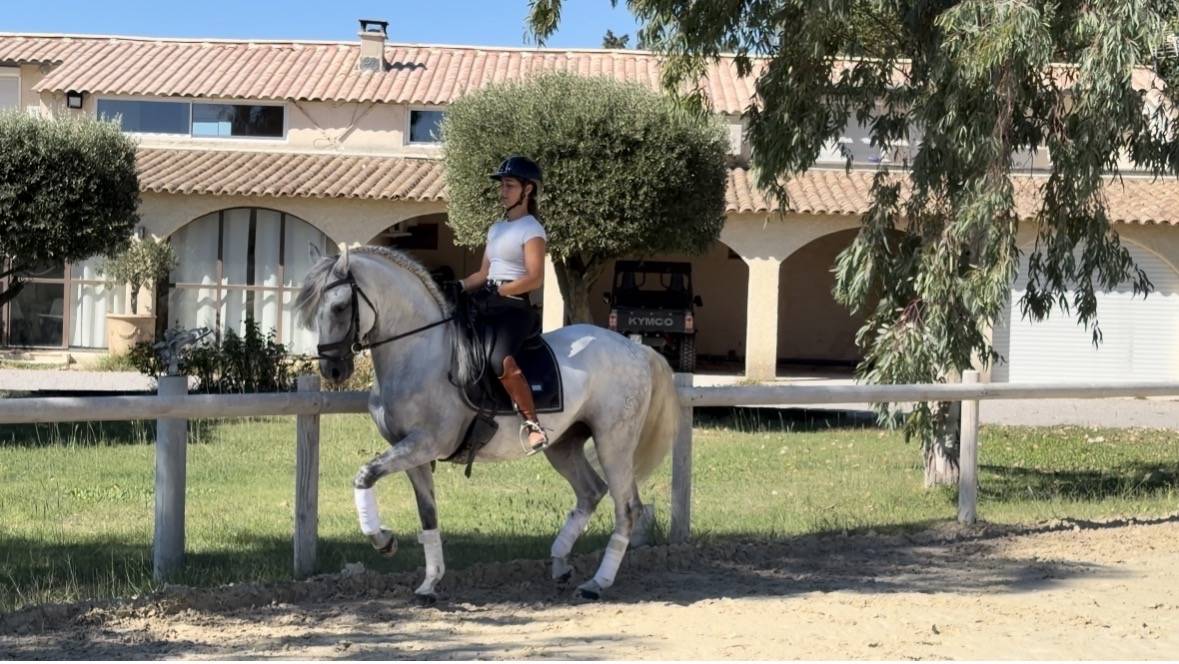 Castrone CDE Caballo Deporte Espanol In vendita 2015 Grigio