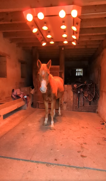 Cavalla PFS Pony Francese da Sella In vendita 2021 Sauro
