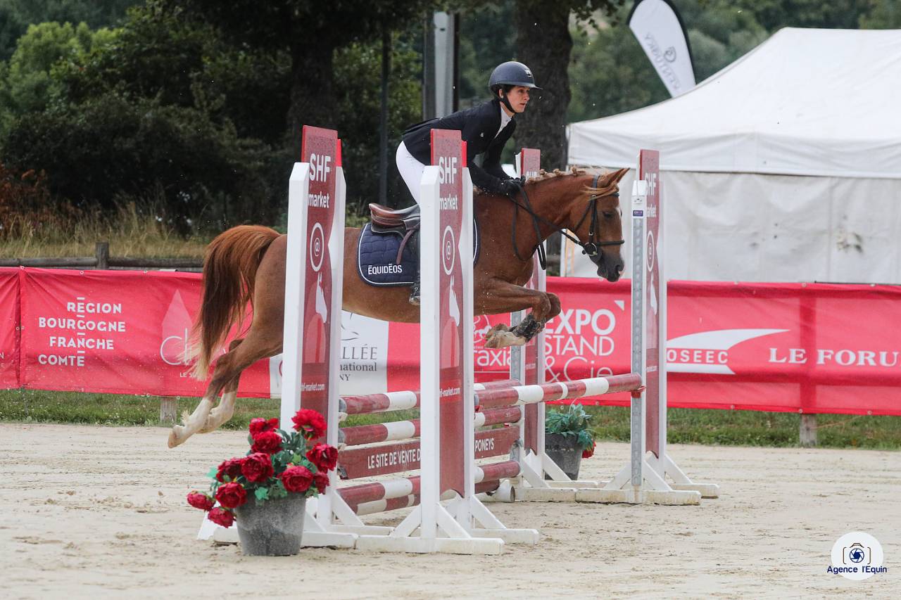Cavalla PFS Pony Francese da Sella In vendita 2021 Sauro