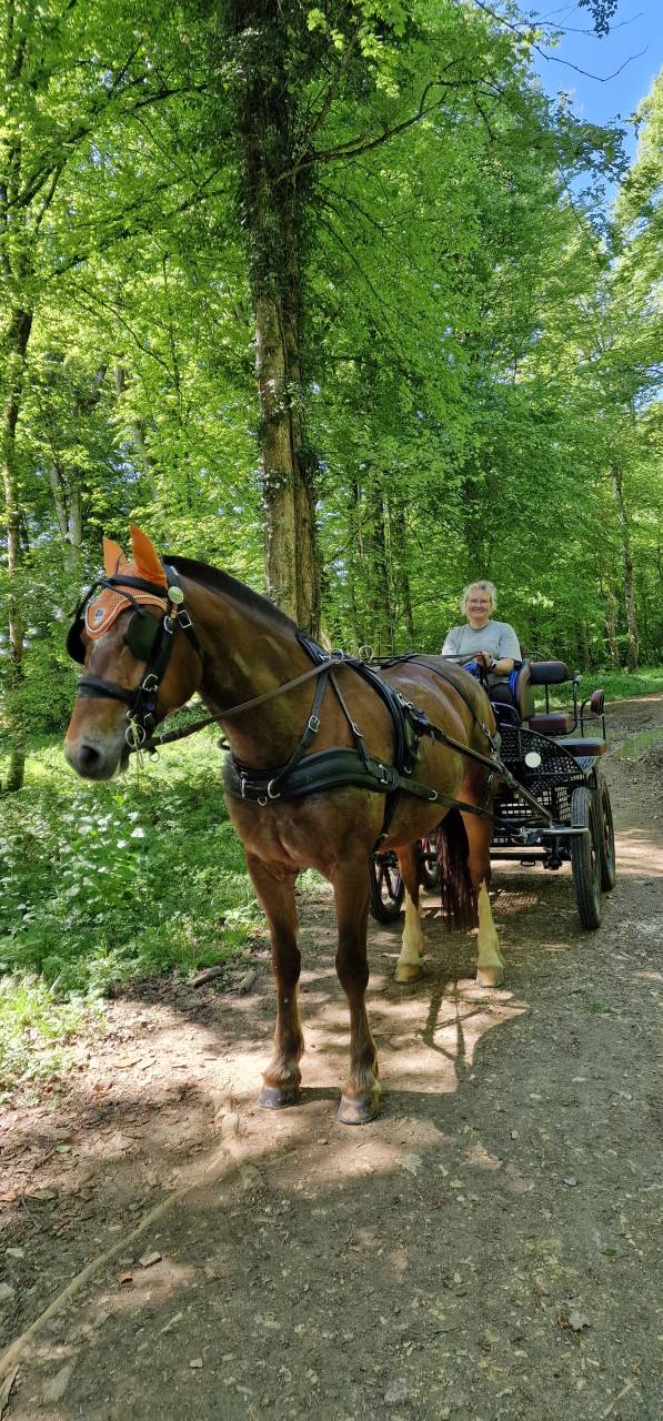 Castrone Franche-Montagne In vendita 2017 Baio