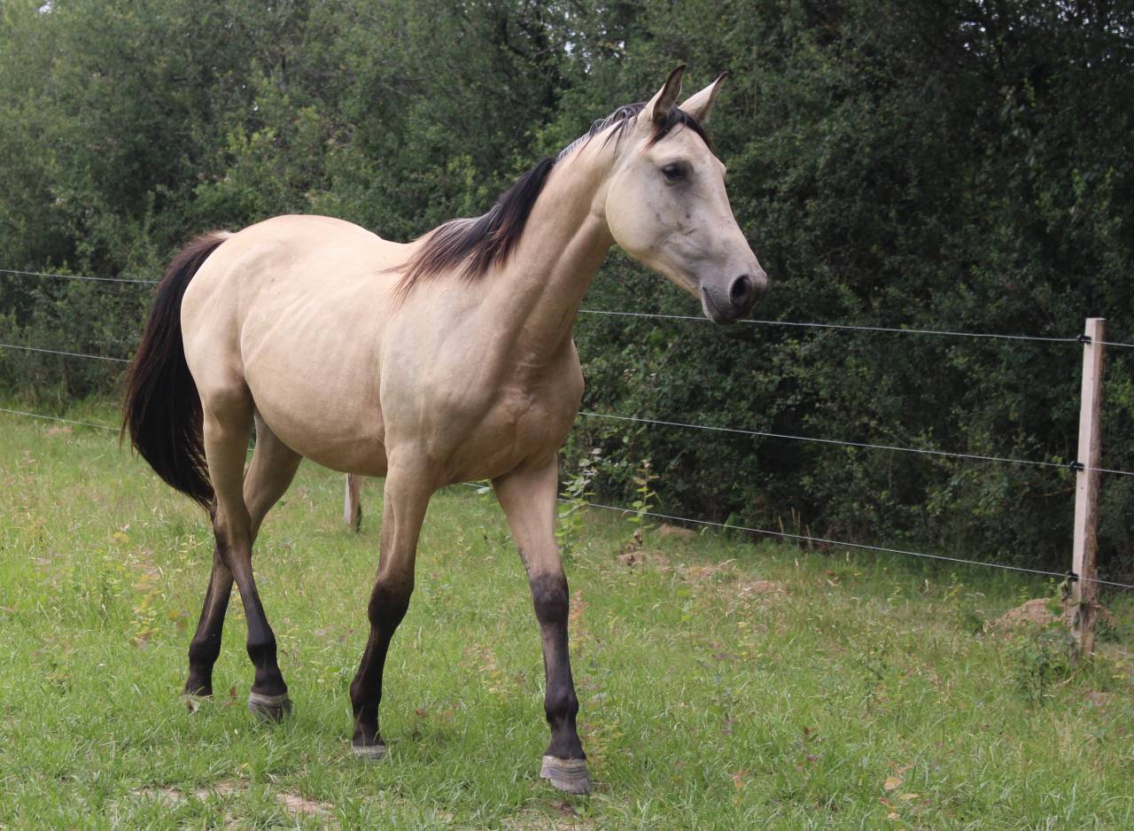 Cavalla Sella Francese In vendita 2024 Isabella