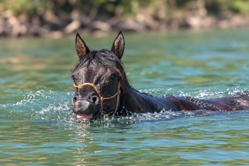 Cavalla Quarter Horse In vendita 2020 Grullo ,  JAZ GC DE PLATA