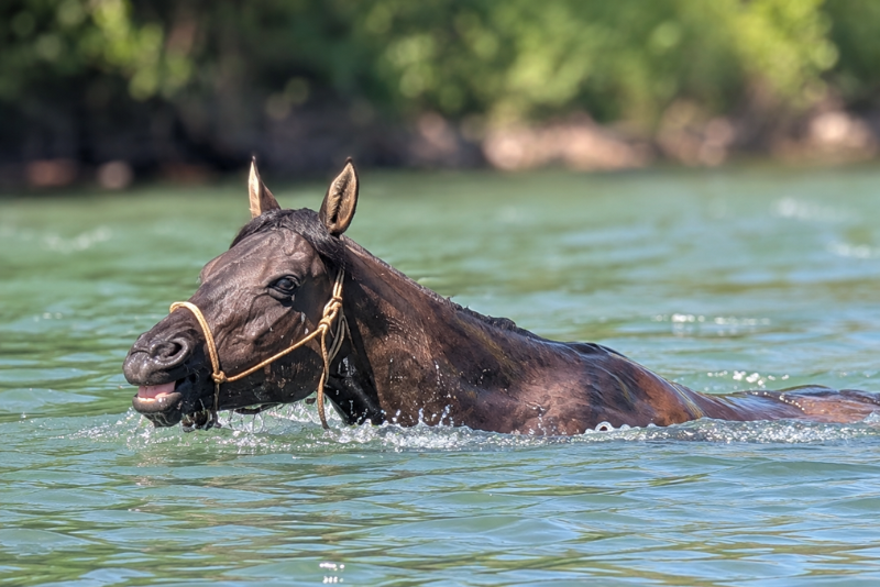 Cavalla Quarter Horse In vendita 2020 Grullo ,  JAZ GC DE PLATA