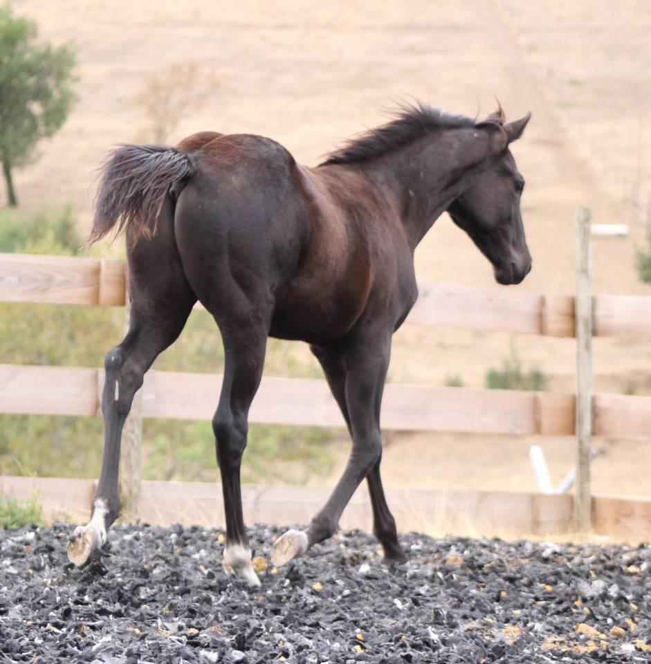 Puledro Paint Horse In vendita 2026 Nero