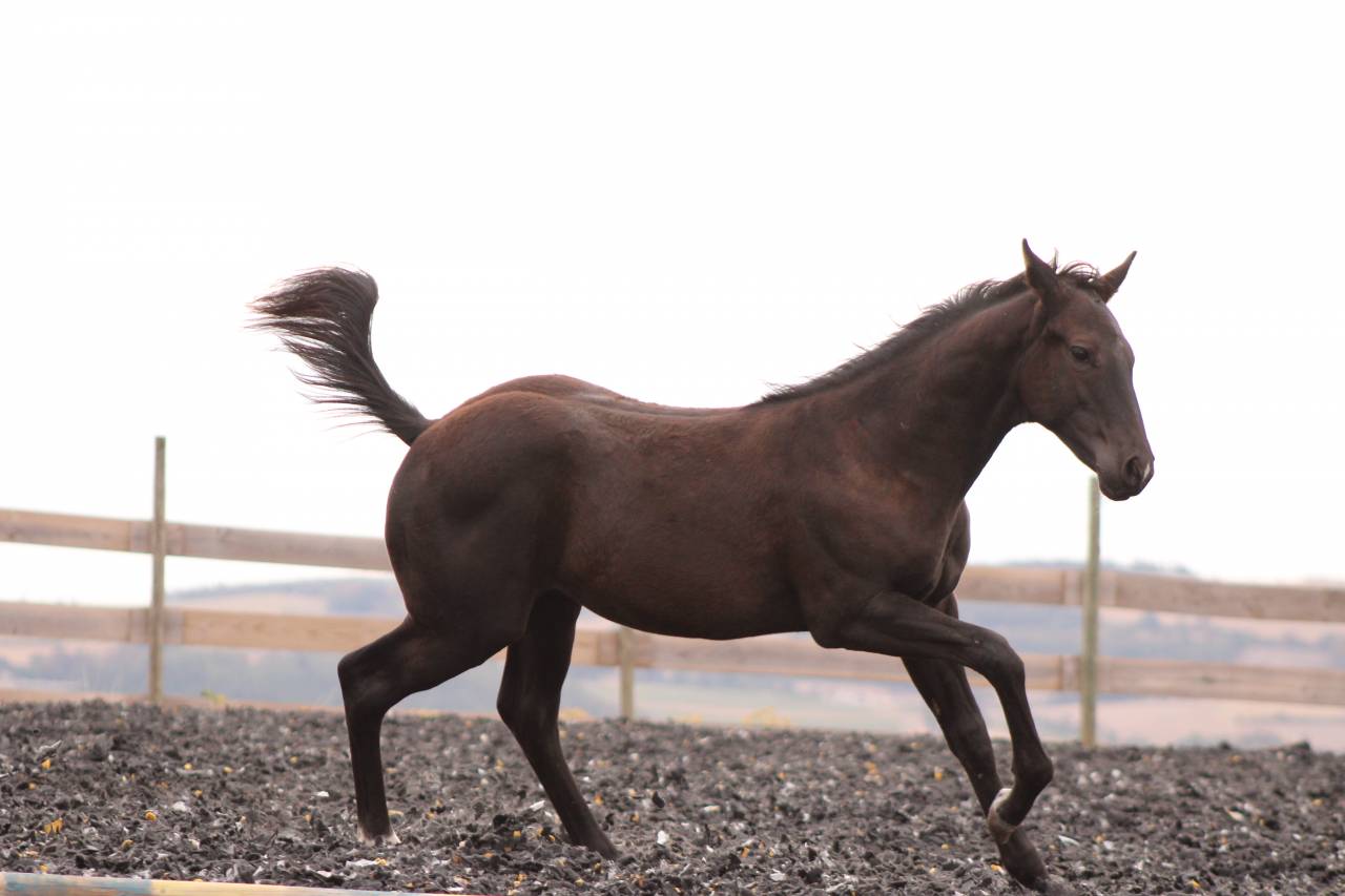 Puledro Paint Horse In vendita 2026 Nero