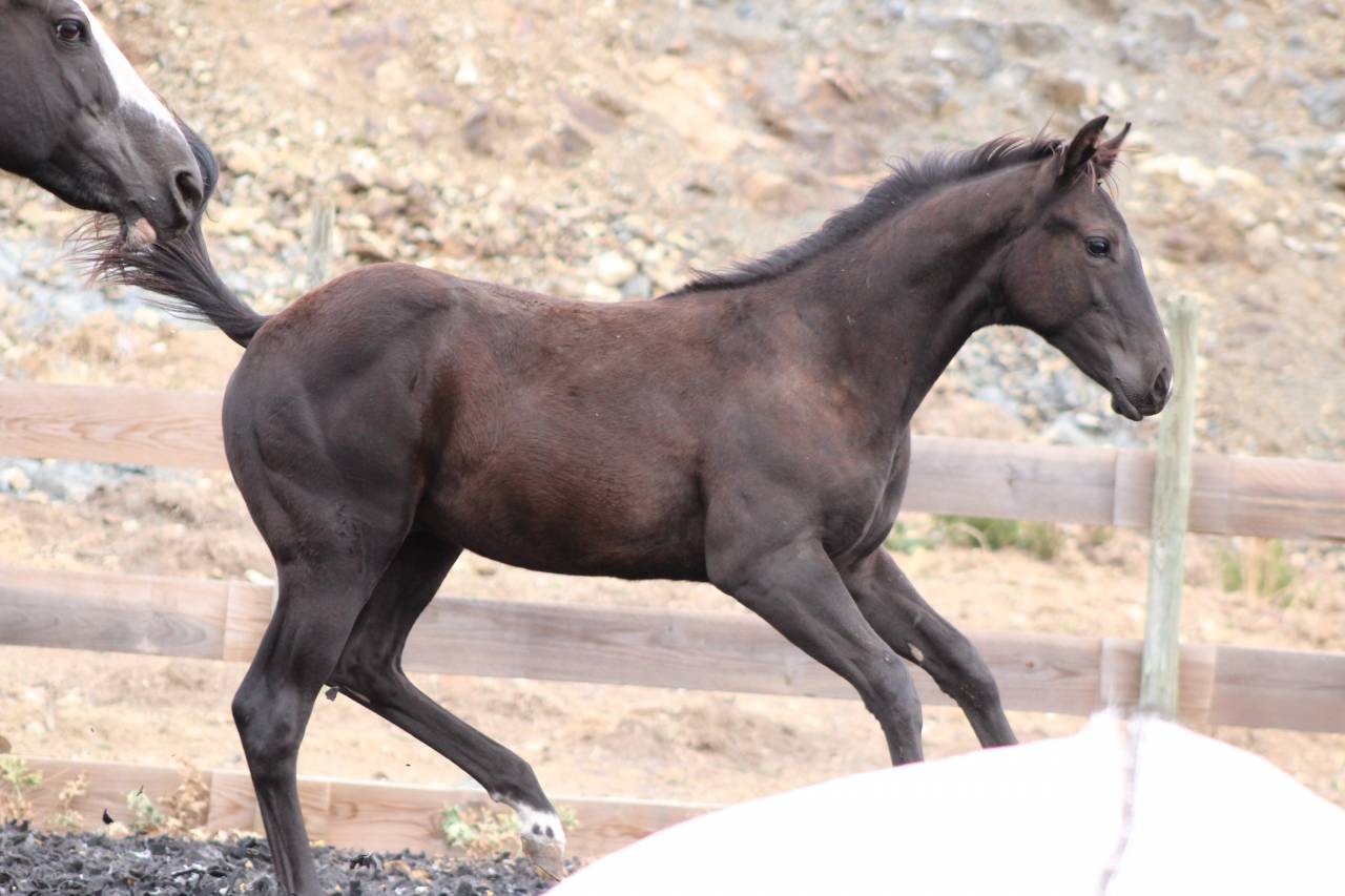 Puledro Paint Horse In vendita 2026 Nero