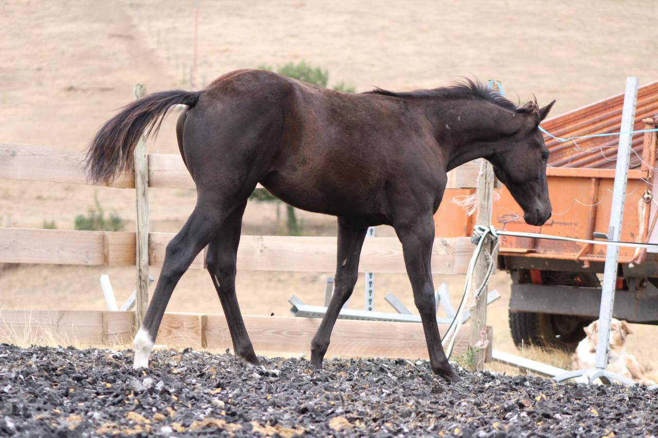 Puledro Paint Horse In vendita 2026 Nero