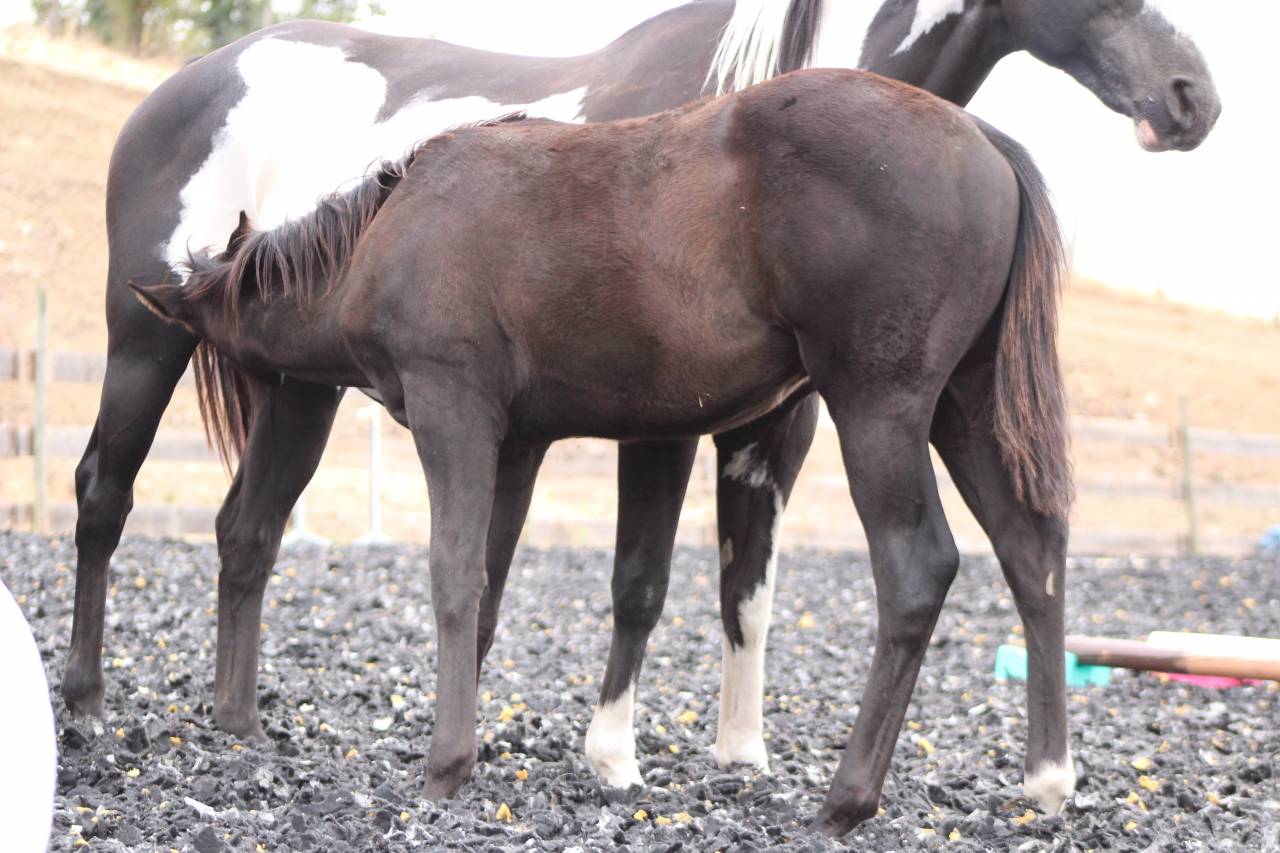 Puledro Paint Horse In vendita 2026 Nero