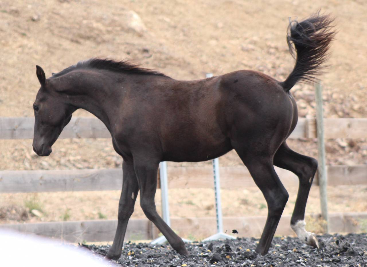 Puledro Paint Horse In vendita 2026 Nero